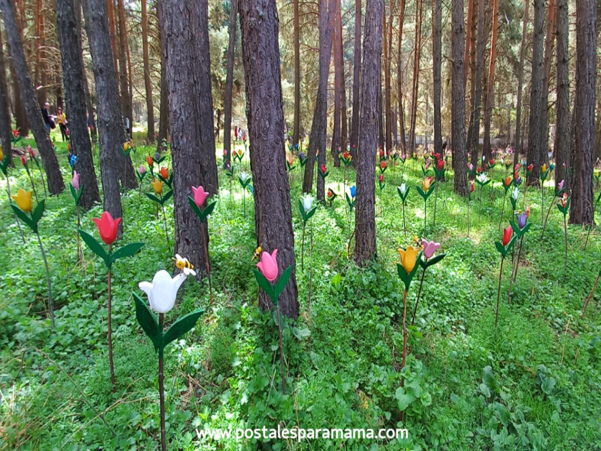 El bosque mágico de Fuente del Pino donde habitan hadas, gnomos y